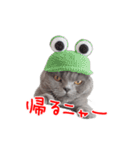 猫のライカ（個別スタンプ：15）