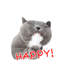 猫のライカ（個別スタンプ：16）