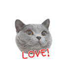猫のライカ（個別スタンプ：17）