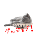 猫のライカ（個別スタンプ：18）