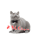 猫のライカ（個別スタンプ：19）