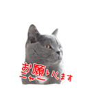 猫のライカ（個別スタンプ：20）