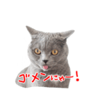 猫のライカ（個別スタンプ：21）