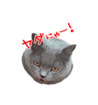 猫のライカ（個別スタンプ：22）