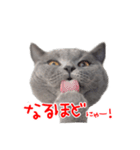 猫のライカ（個別スタンプ：23）