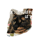 ねこねこずくし（個別スタンプ：1）