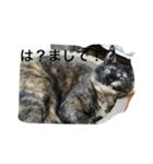 ねこねこずくし（個別スタンプ：3）