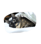 ねこねこずくし（個別スタンプ：4）