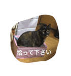 ねこねこずくし（個別スタンプ：6）