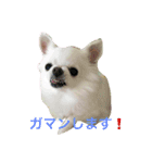 メッセンジャーわらび（個別スタンプ：16）