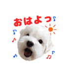 マルチーズのいくら（個別スタンプ：1）