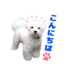 マルチーズのいくら（個別スタンプ：2）