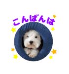 マルチーズのいくら（個別スタンプ：3）