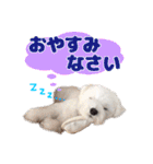 マルチーズのいくら（個別スタンプ：4）