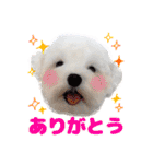 マルチーズのいくら（個別スタンプ：5）
