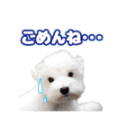 マルチーズのいくら（個別スタンプ：6）