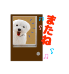 マルチーズのいくら（個別スタンプ：7）