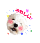 マルチーズのいくら（個別スタンプ：8）