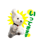 マルチーズのいくら（個別スタンプ：9）