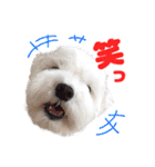 マルチーズのいくら（個別スタンプ：10）