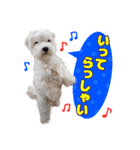マルチーズのいくら（個別スタンプ：11）