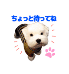 マルチーズのいくら（個別スタンプ：13）