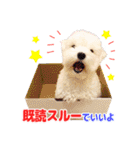 マルチーズのいくら（個別スタンプ：14）