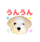 マルチーズのいくら（個別スタンプ：17）