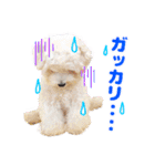 マルチーズのいくら（個別スタンプ：18）
