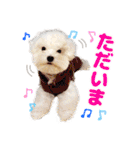 マルチーズのいくら（個別スタンプ：19）