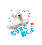 マルチーズのいくら（個別スタンプ：20）
