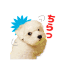 マルチーズのいくら（個別スタンプ：22）
