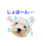 マルチーズのいくら（個別スタンプ：23）