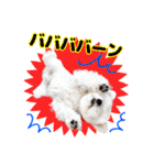 マルチーズのいくら（個別スタンプ：24）