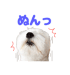 マルチーズのいくら（個別スタンプ：25）