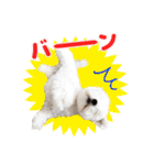 マルチーズのいくら（個別スタンプ：27）