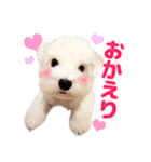 マルチーズのいくら（個別スタンプ：29）