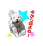 マルチーズのいくら（個別スタンプ：30）