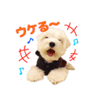 マルチーズのいくら（個別スタンプ：31）