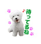 マルチーズのいくら（個別スタンプ：32）