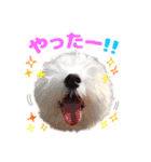マルチーズのいくら（個別スタンプ：33）