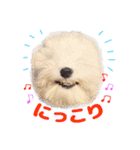 マルチーズのいくら（個別スタンプ：34）