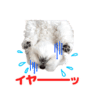 マルチーズのいくら（個別スタンプ：35）