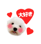 マルチーズのいくら（個別スタンプ：36）