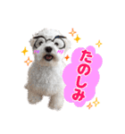 マルチーズのいくら（個別スタンプ：37）