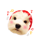 マルチーズのいくら（個別スタンプ：39）