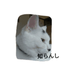 にゃんこ＆にゃんこ（個別スタンプ：1）