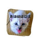 にゃんこ＆にゃんこ（個別スタンプ：2）