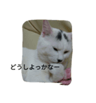 にゃんこ＆にゃんこ（個別スタンプ：6）