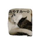 にゃんこ＆にゃんこ（個別スタンプ：8）